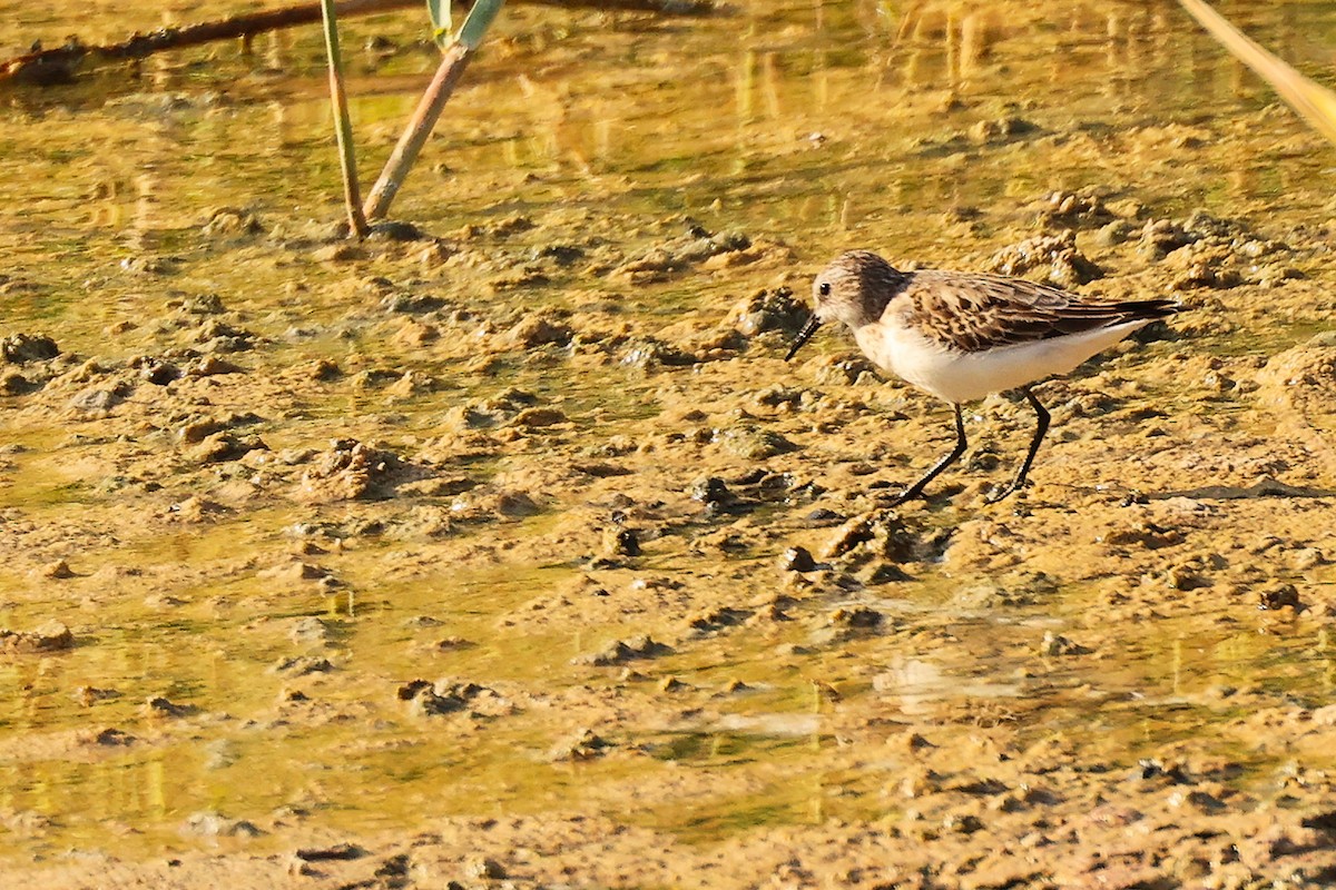 Little Stint - ML644791393
