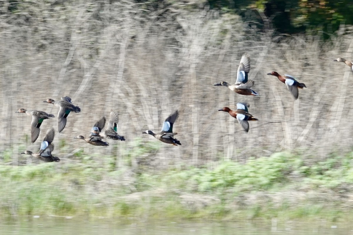 Blue-winged Teal - ML644791405