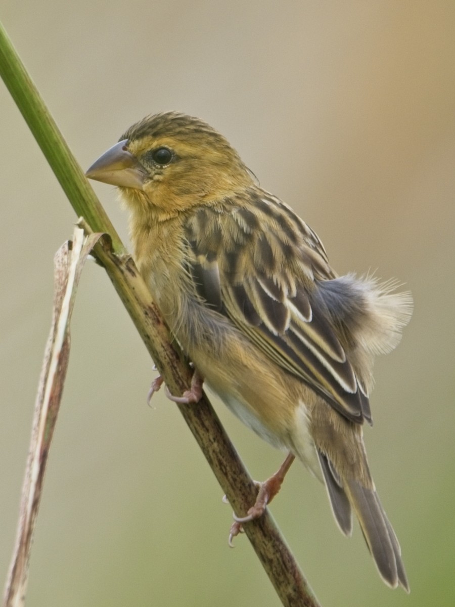Asian Golden Weaver - ML644791406