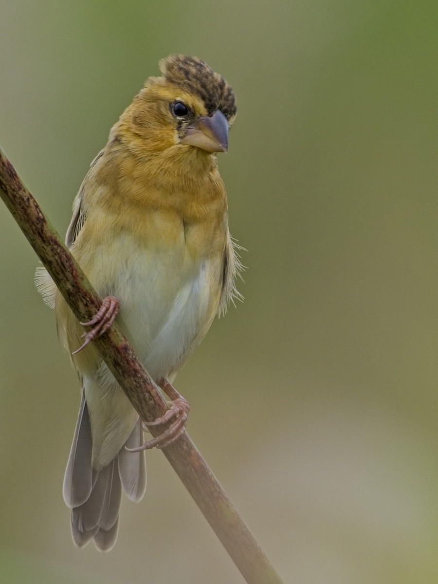 Asian Golden Weaver - ML644791407