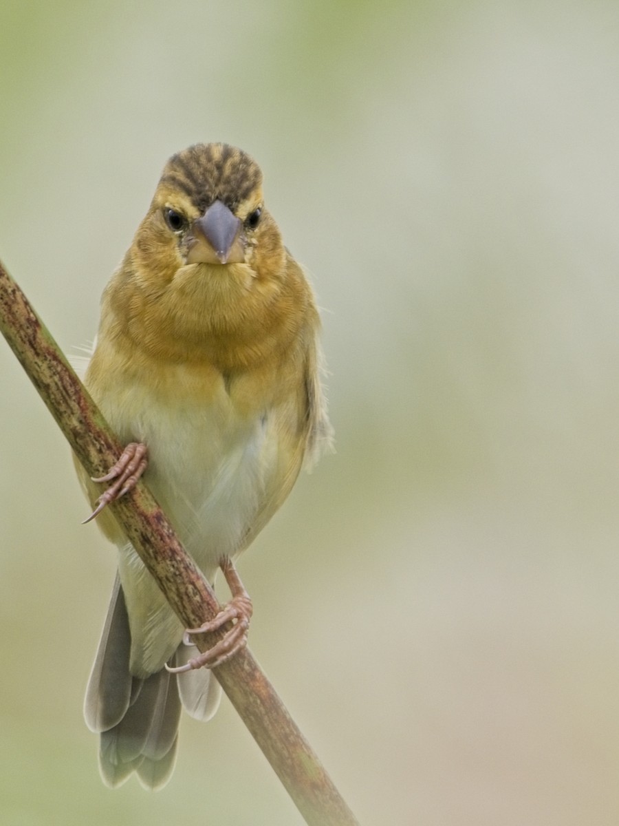Asian Golden Weaver - ML644791408