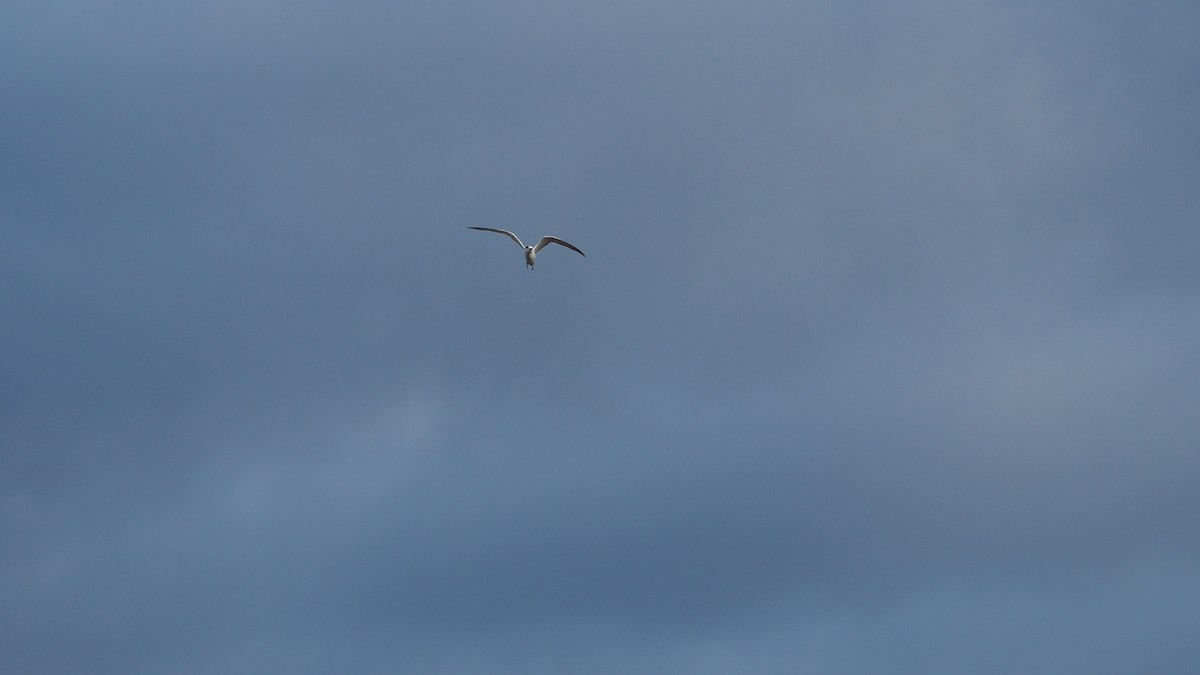 燕鷗 - ML644791446