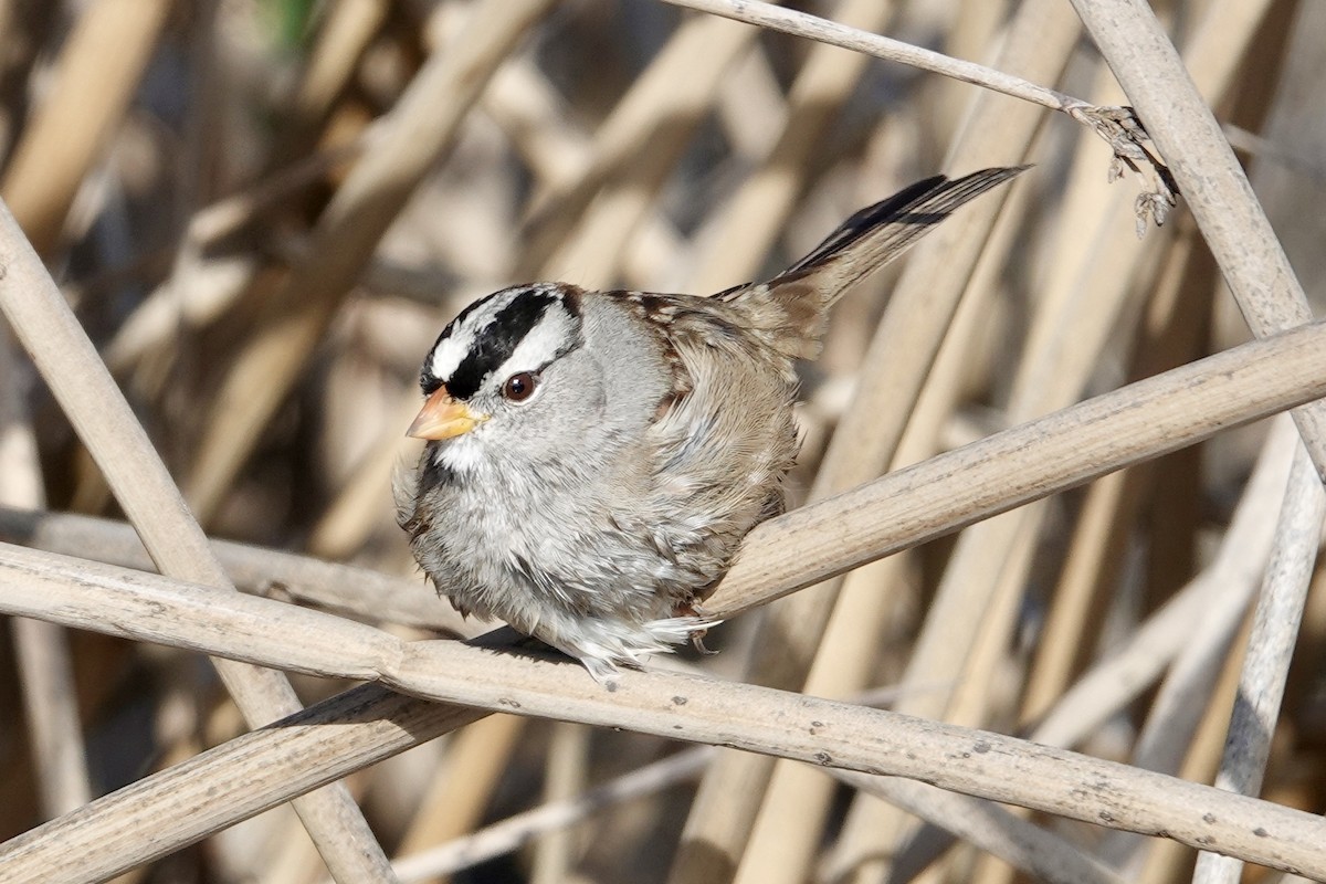 White-crowned Sparrow - ML644791455