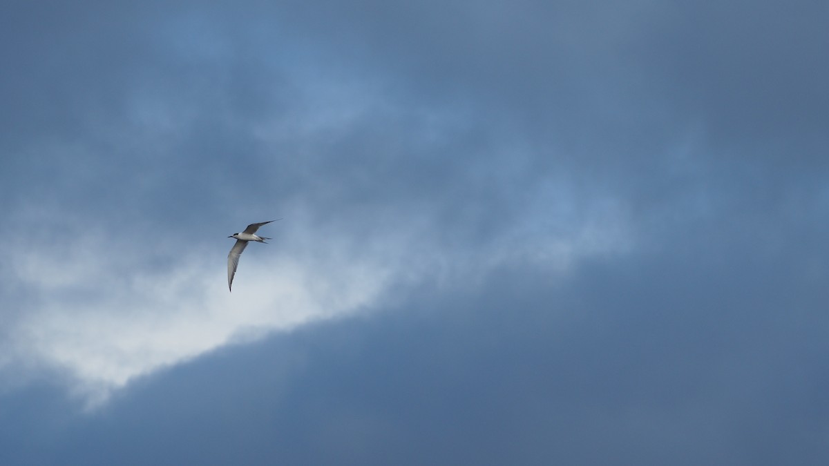 燕鷗 - ML644791458