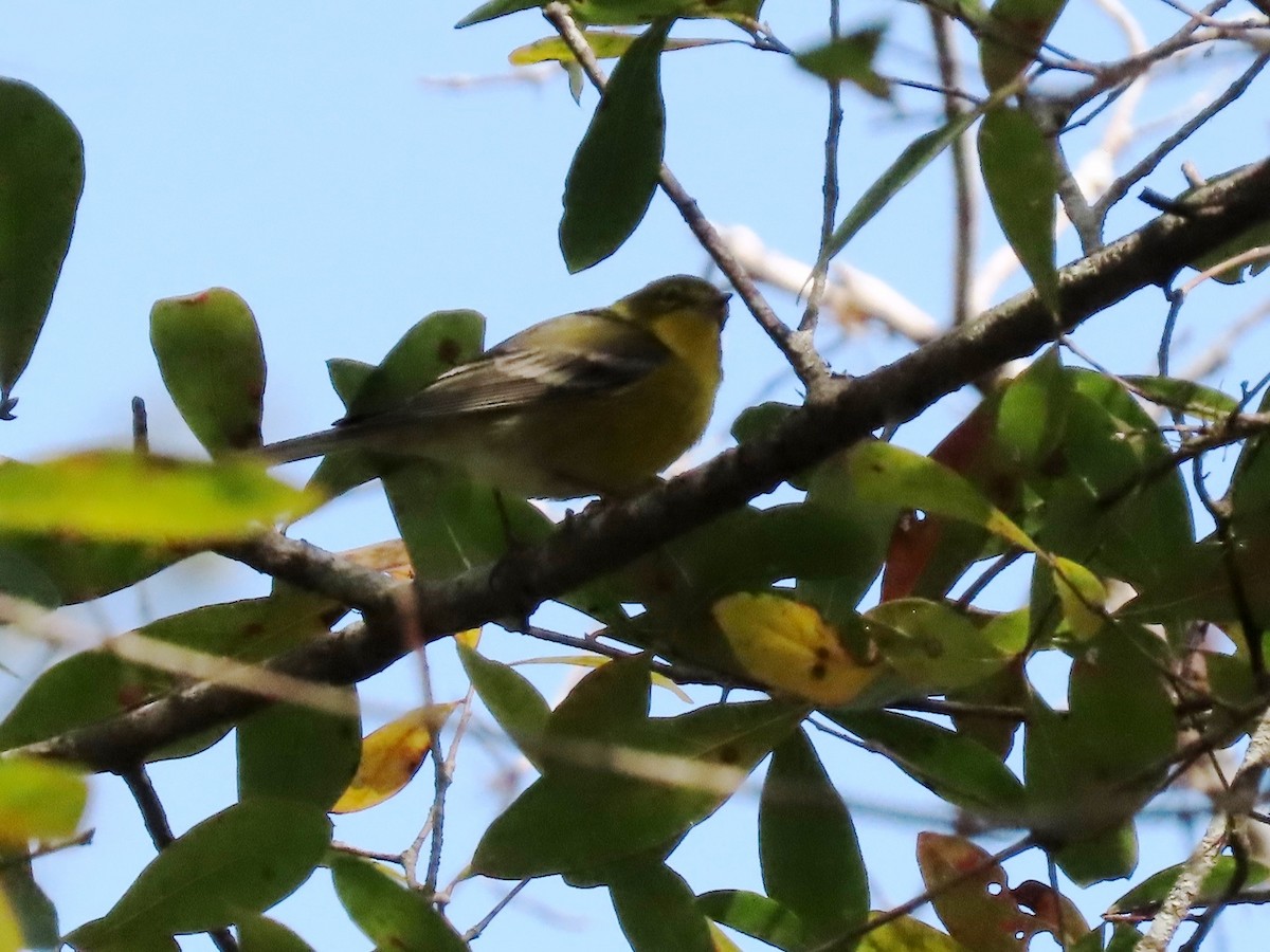 Pine Warbler - ML644791463