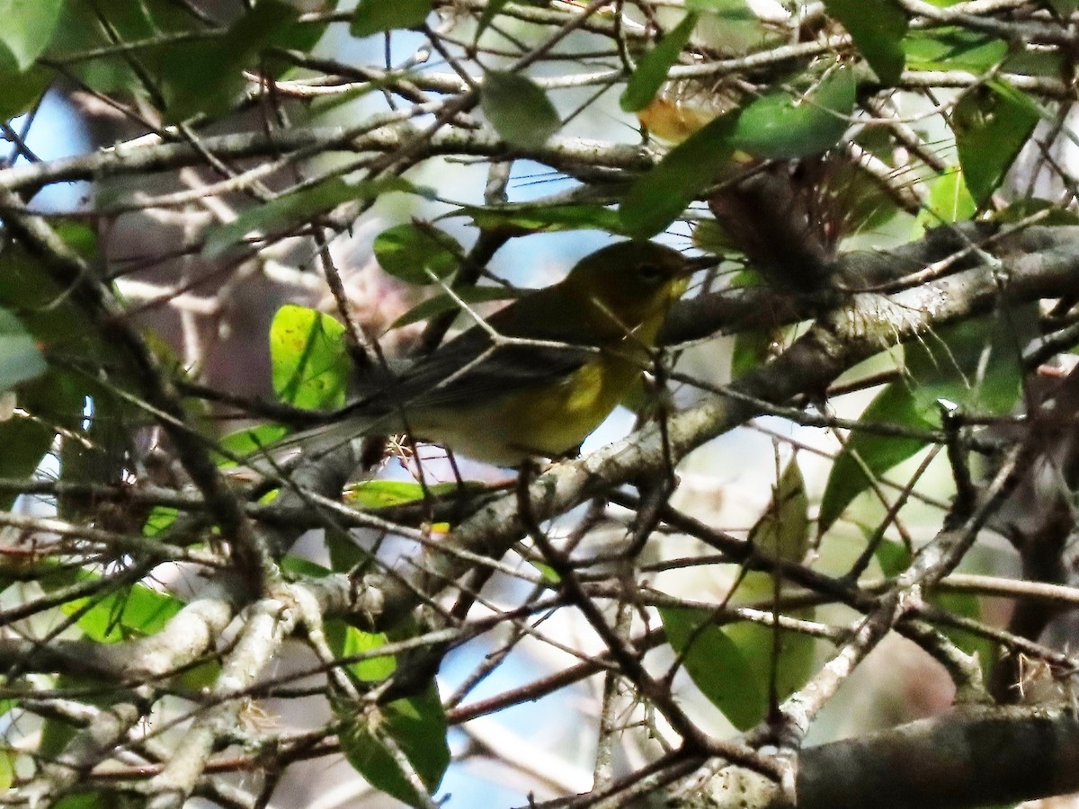 Pine Warbler - ML644791464