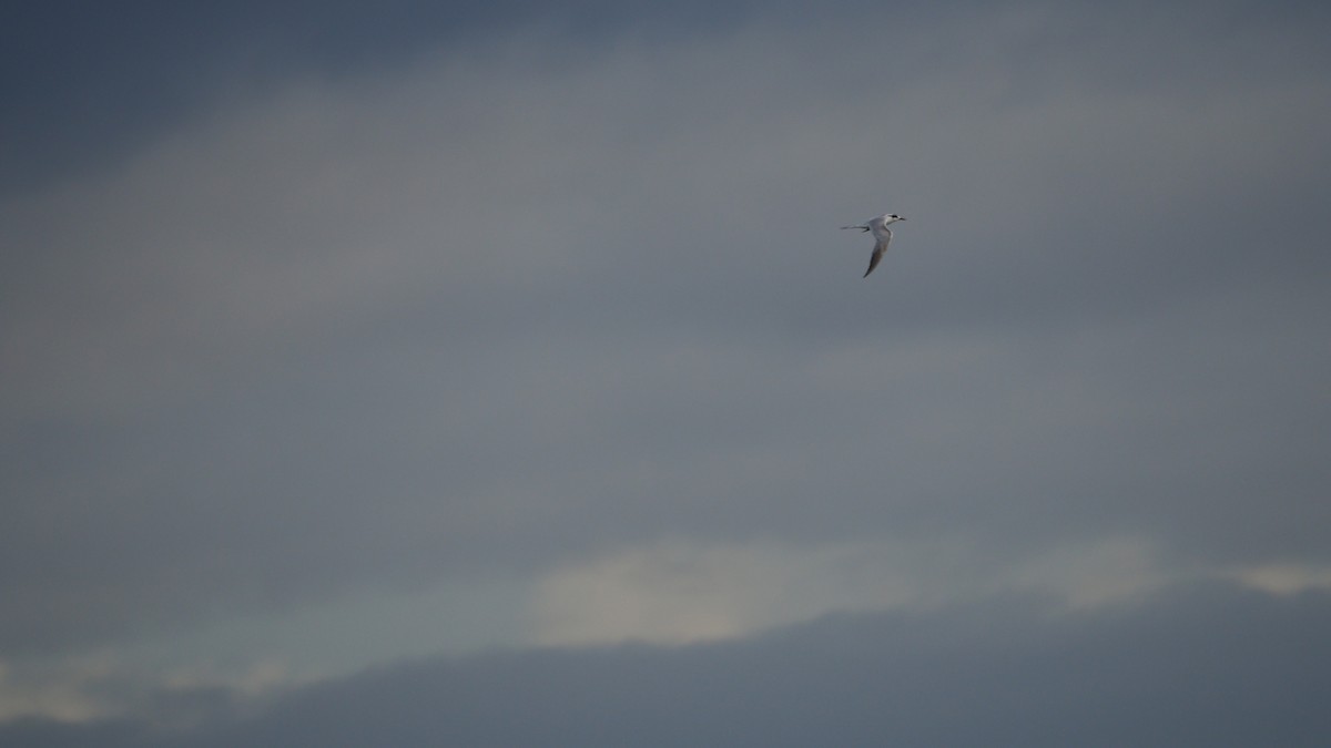 燕鷗 - ML644791469