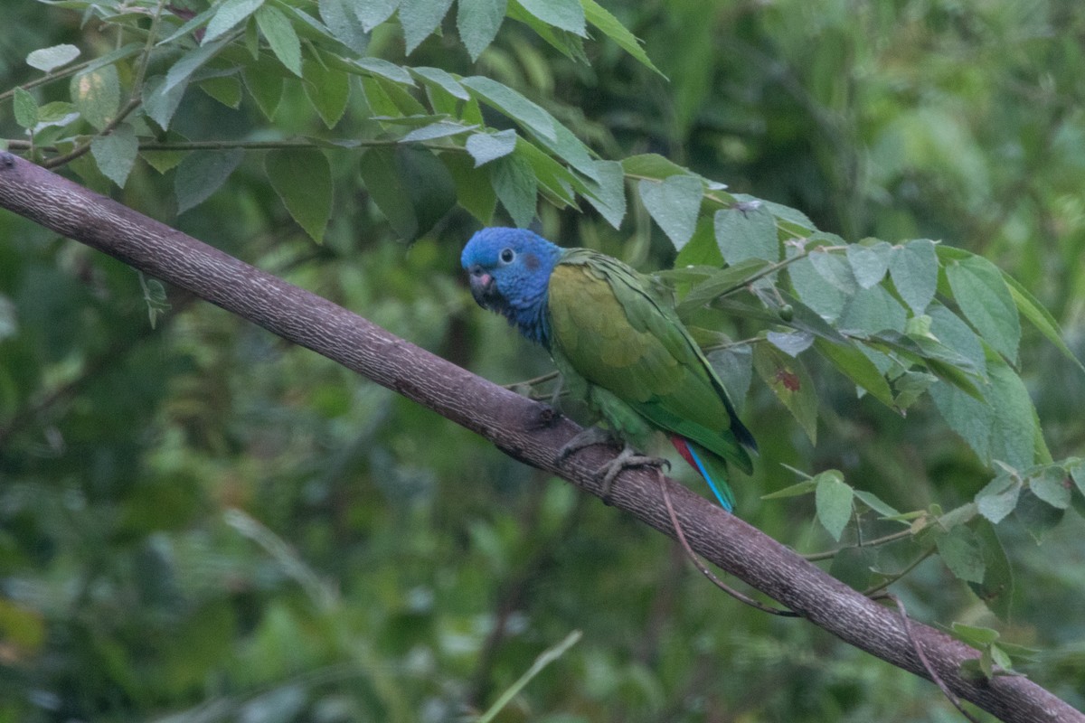 Blue-headed Parrot - ML644791471