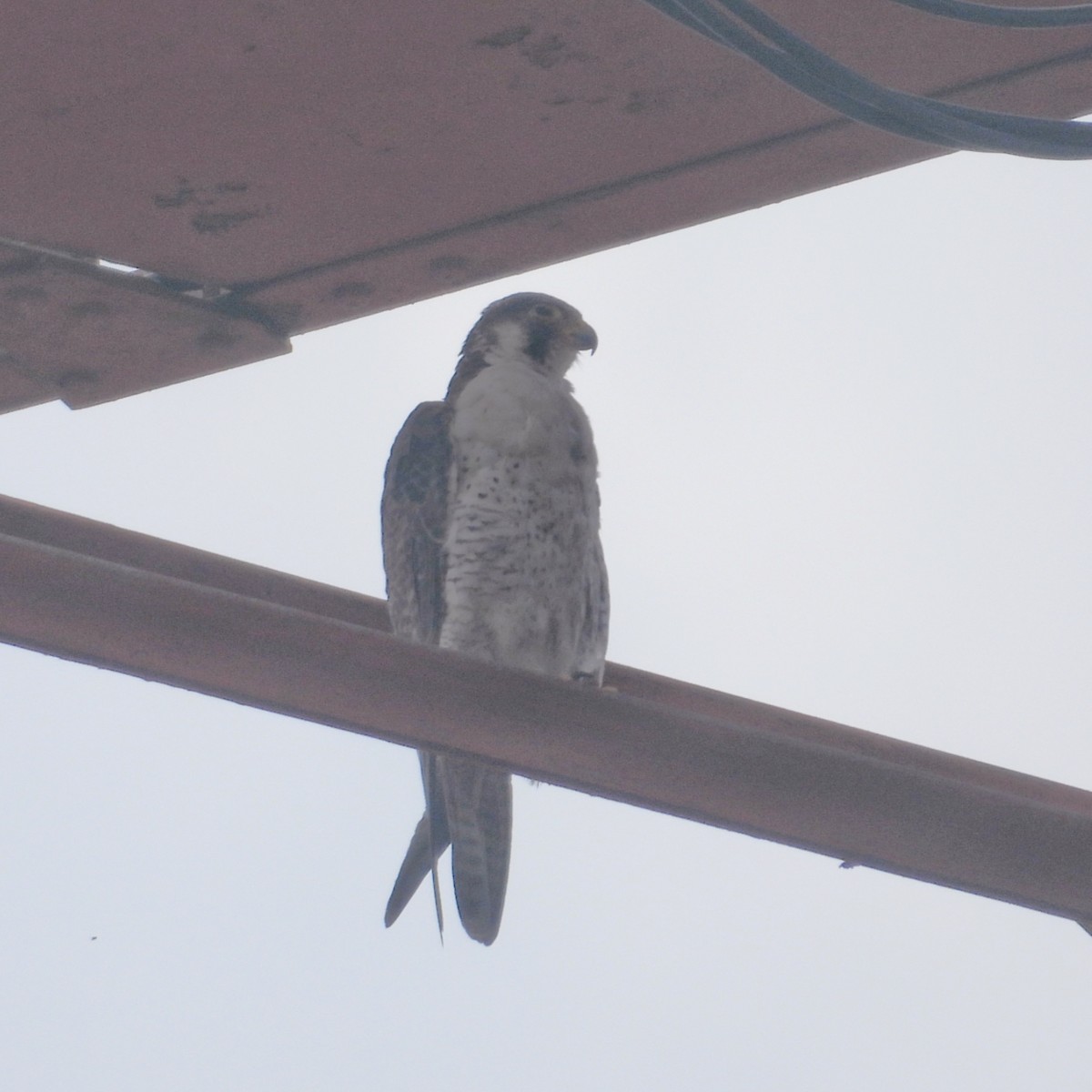 sokol stěhovavý - ML644791503