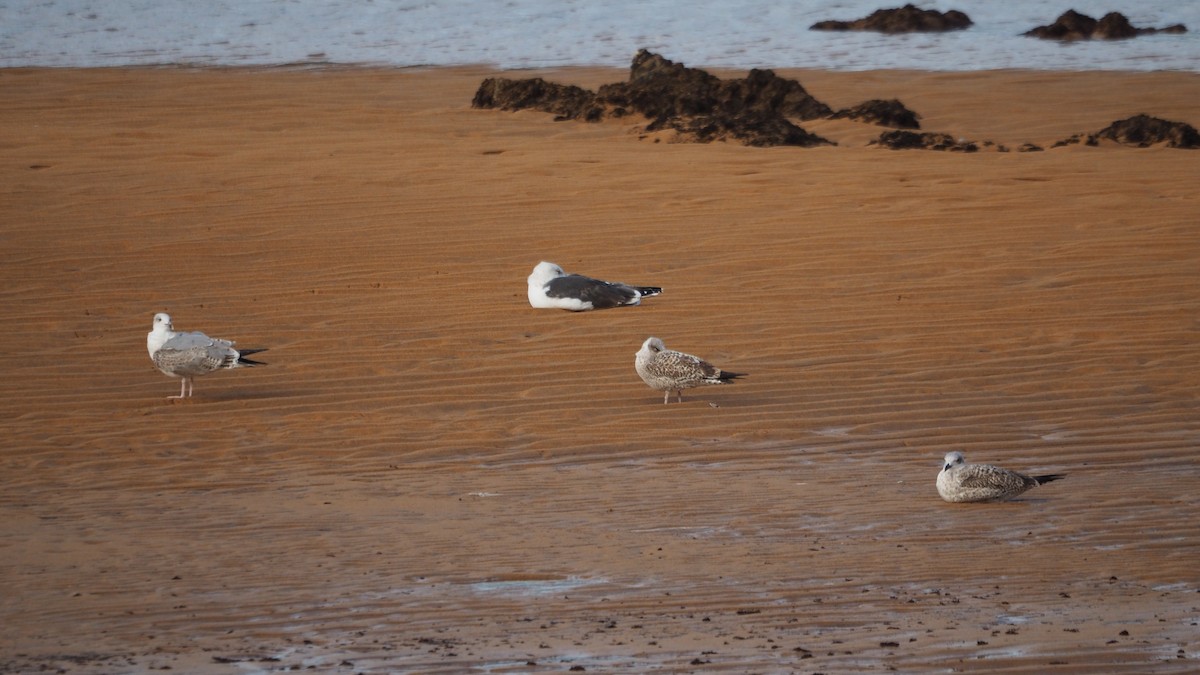 Great Black-backed Gull - ML644791509
