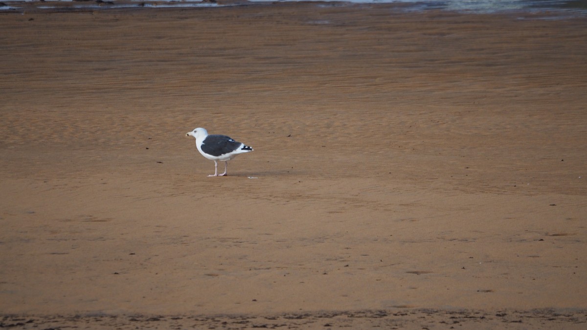 Great Black-backed Gull - ML644791514