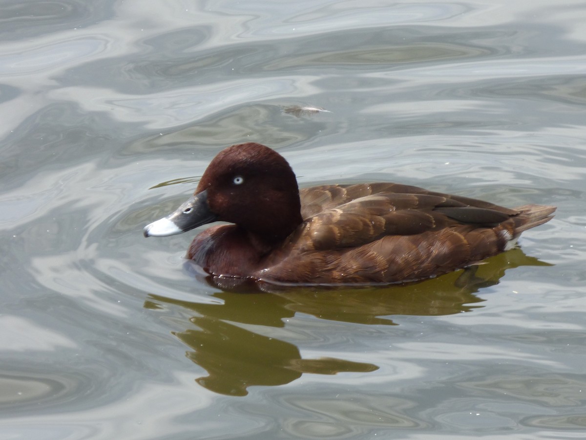 Hardhead - ML644791528