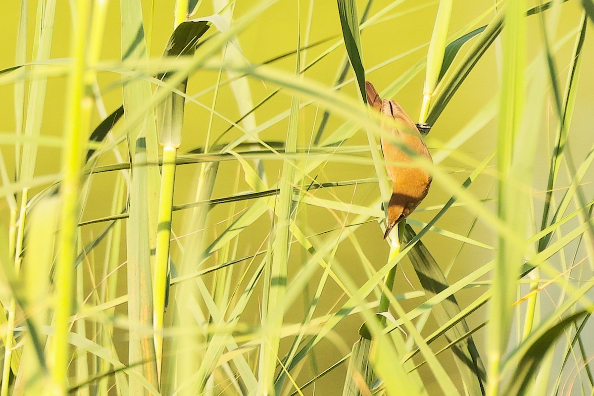 Clamorous Reed Warbler - ML644791539