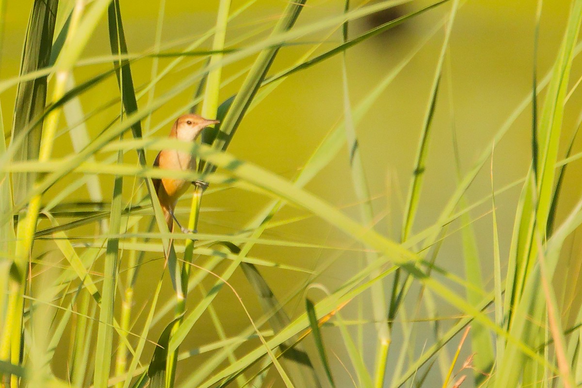 Clamorous Reed Warbler - ML644791553