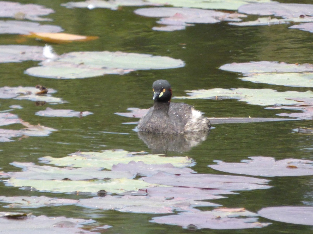 Australasian Grebe - ML644791585