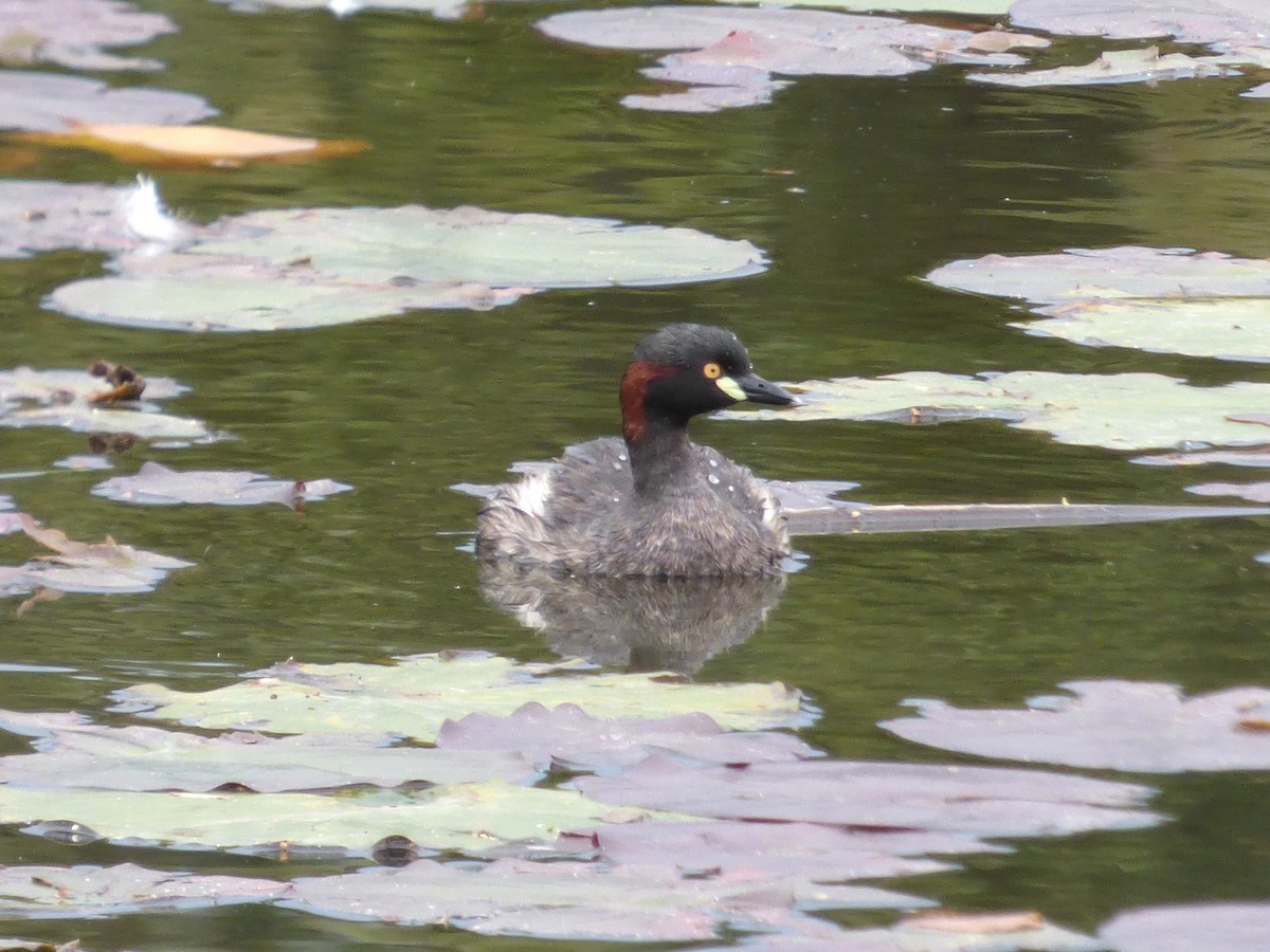 Australasian Grebe - ML644791588