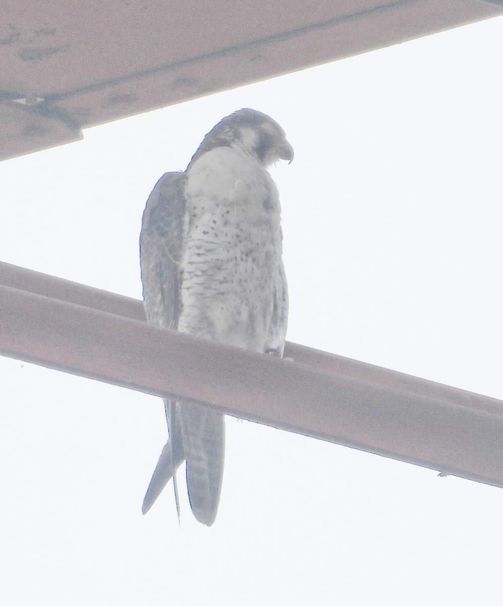 sokol stěhovavý - ML644791606