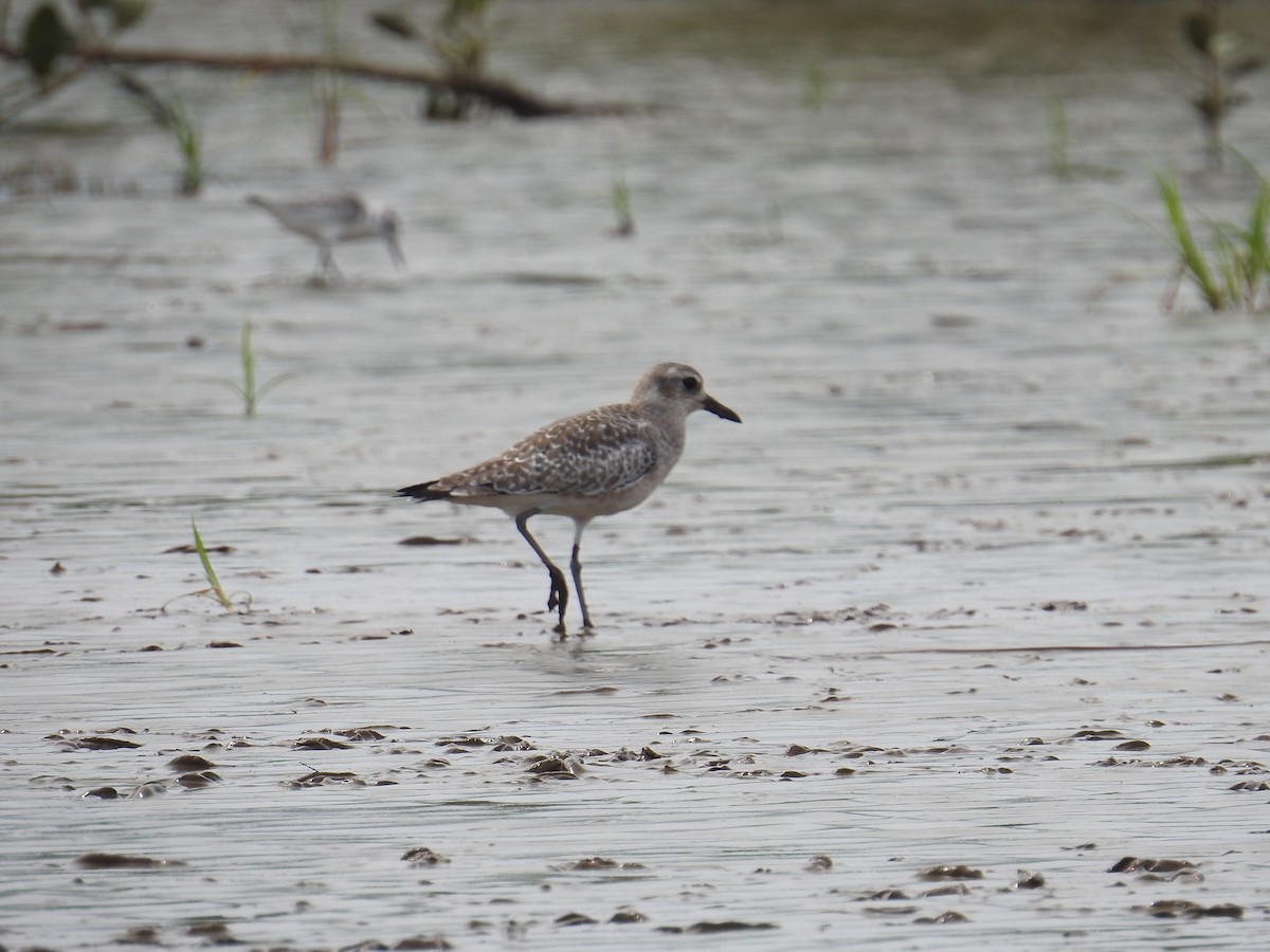 Black-bellied Plover - ML644791618