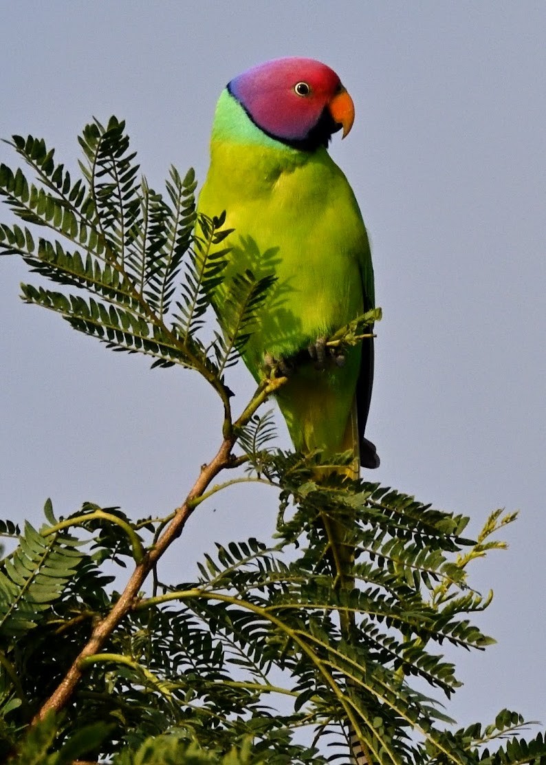 Erik Başlı Yeşil Papağan - ML644791658