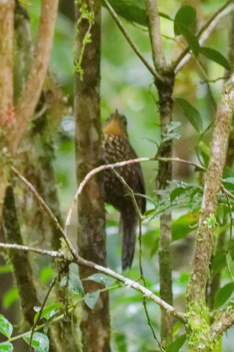 Spotted Barbtail - ML644791661