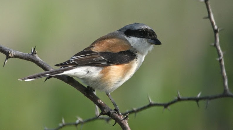 Pie-grièche à bandeau - ML644791663