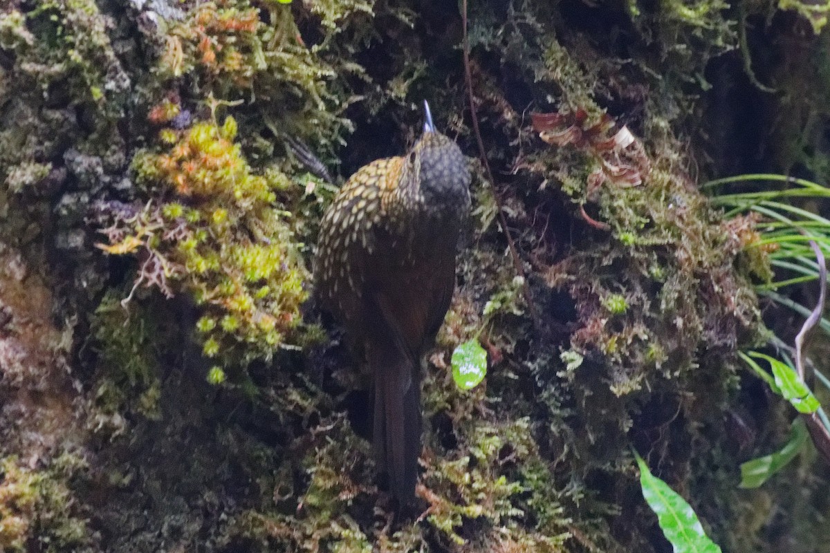 Spotted Barbtail - ML644791688