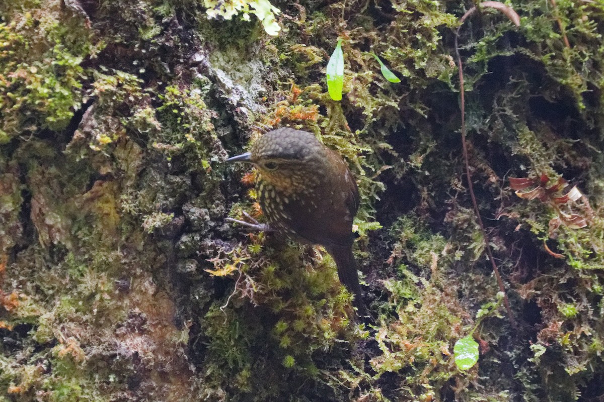 Spotted Barbtail - ML644791689