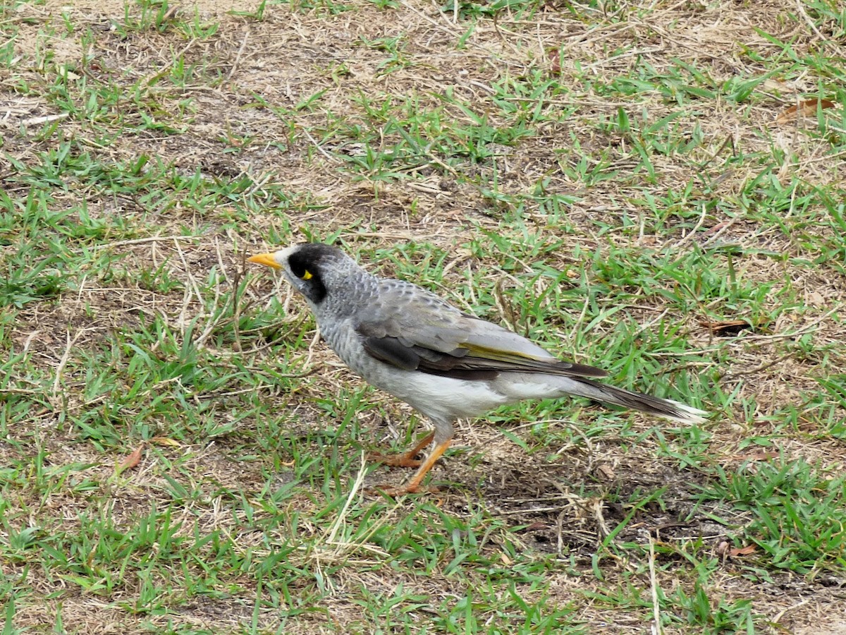 Noisy Miner - ML644791692