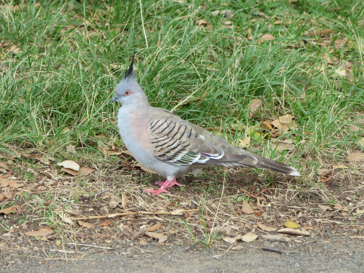 Crested Pigeon - ML644791696