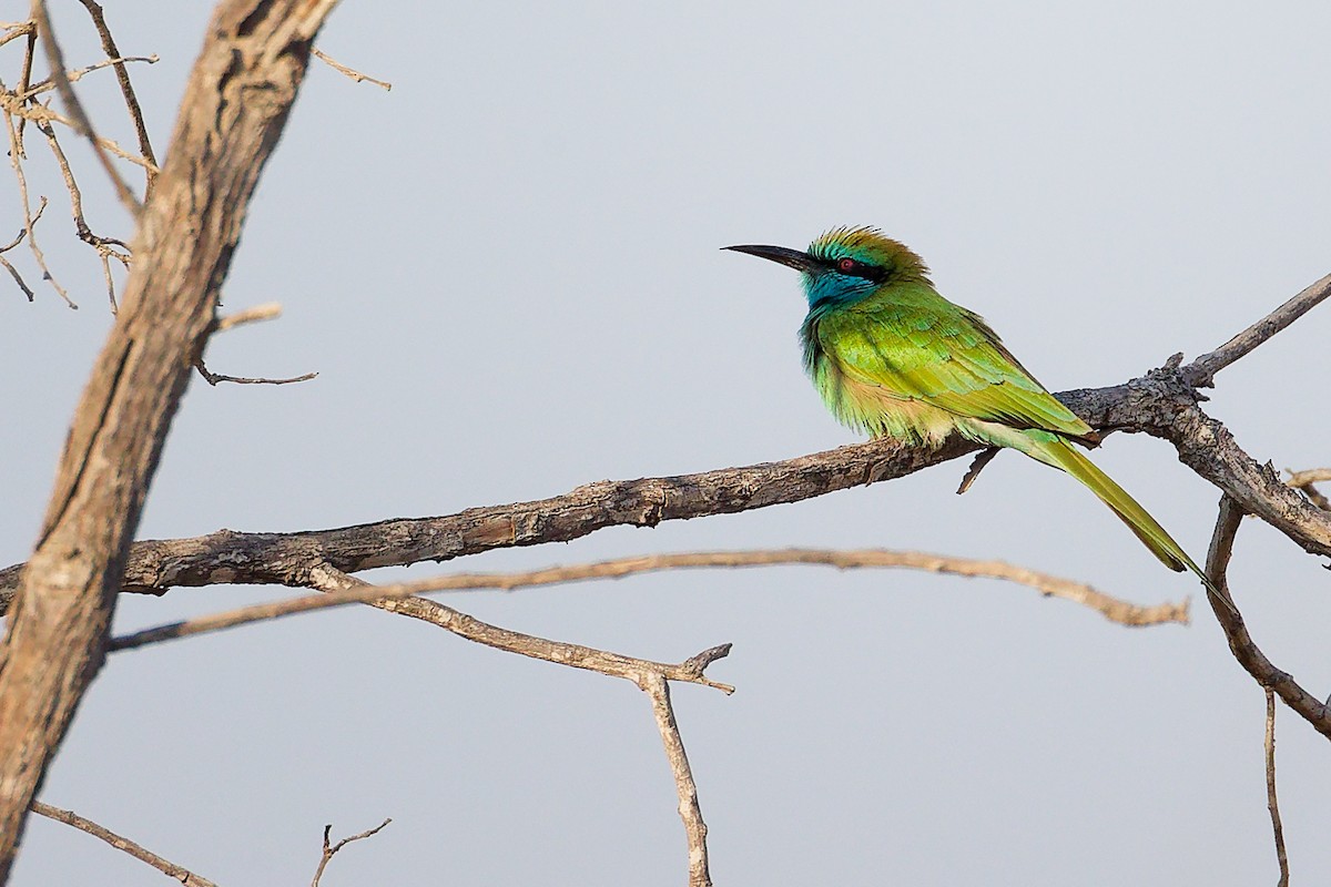 Arabian Green Bee-eater - ML644791734