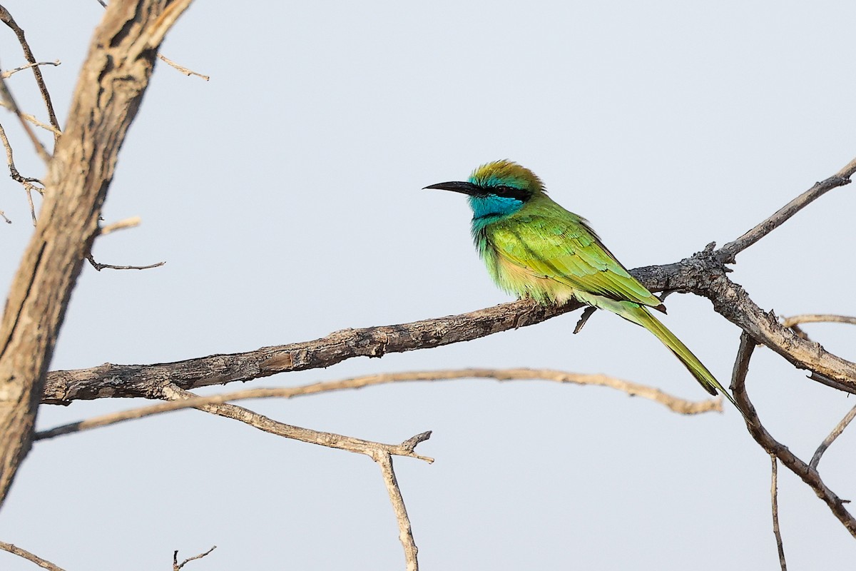 Arabian Green Bee-eater - ML644791737
