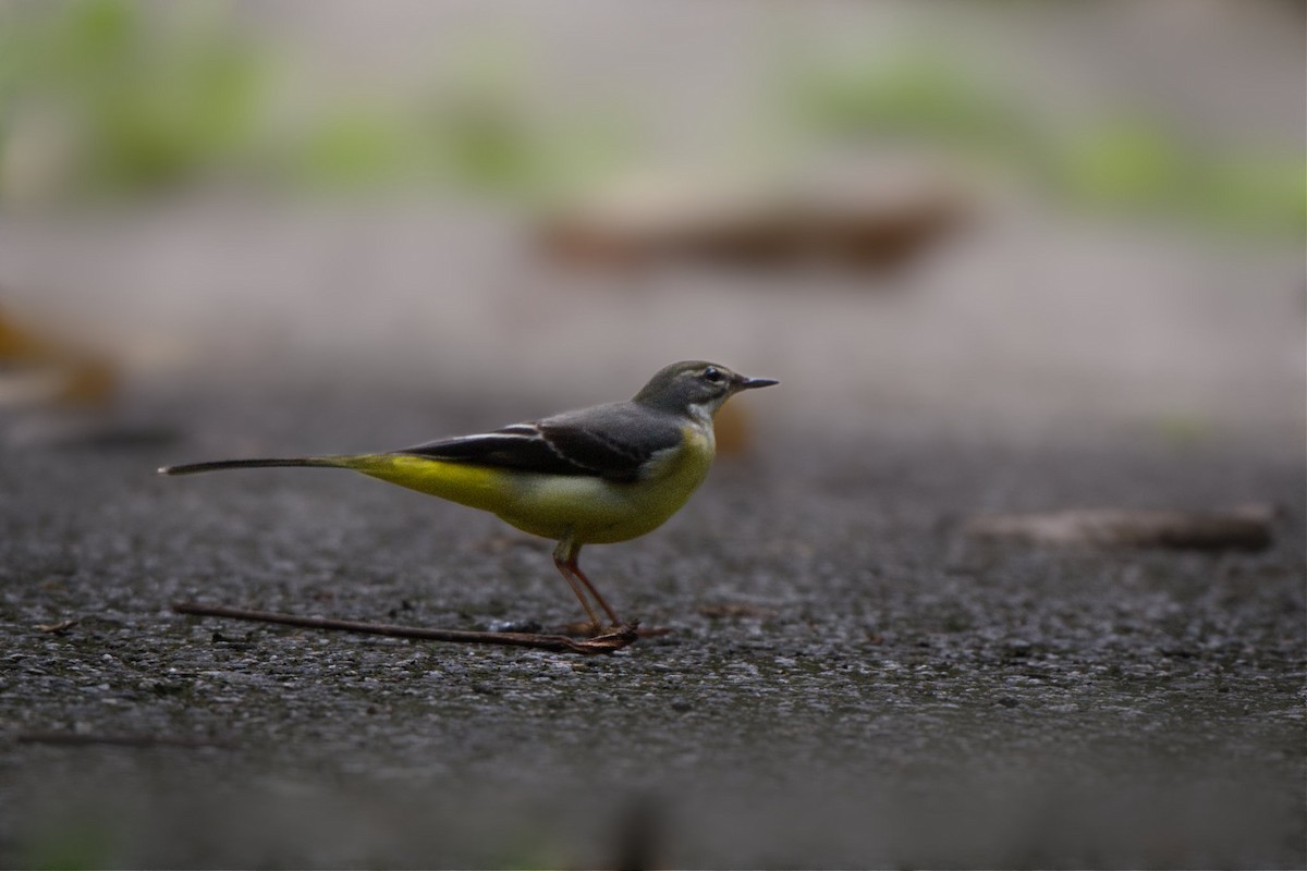 Gray Wagtail - ML644791745