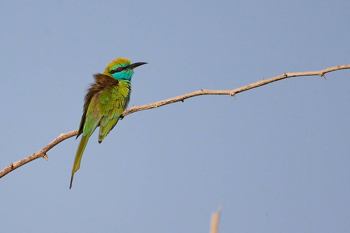 Arabian Green Bee-eater - ML644791749
