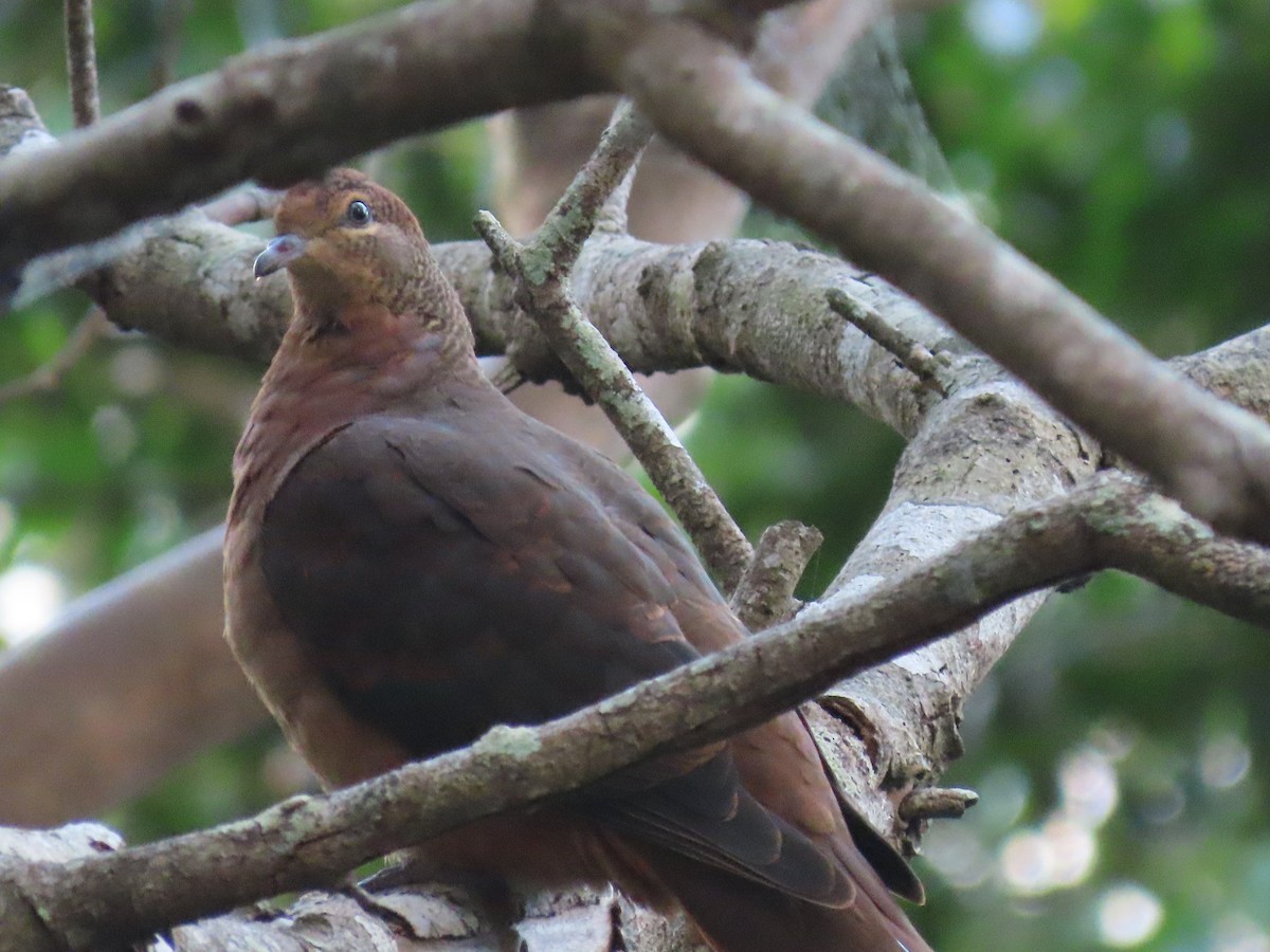 kanelgjøkdue - ML644791750