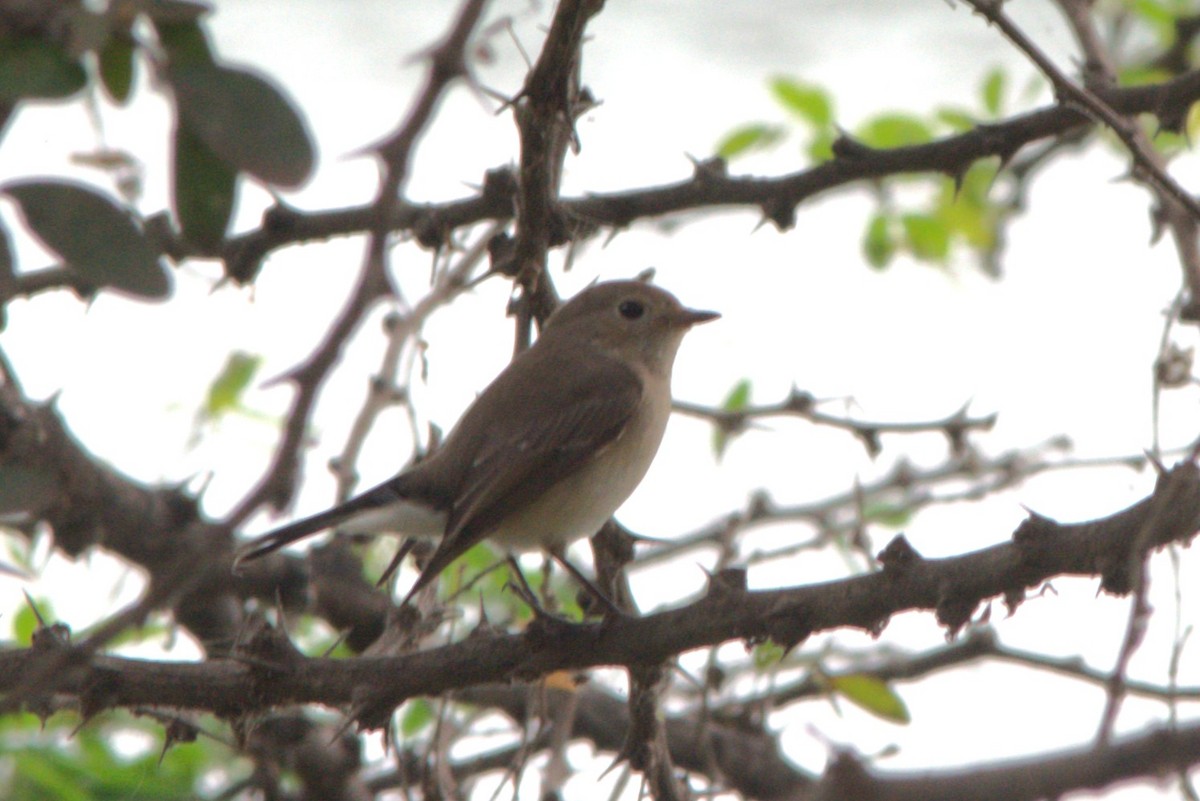 Taiga/Red-breasted Flycatcher - ML644791751