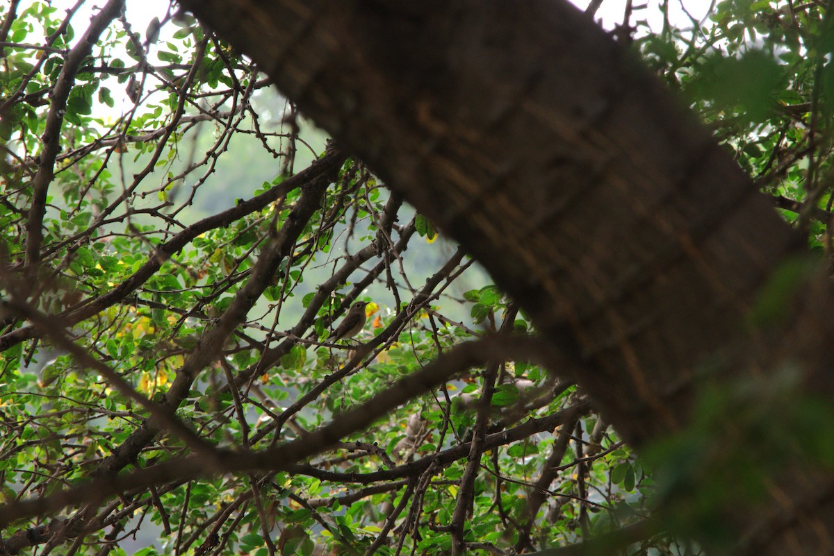 Taiga/Red-breasted Flycatcher - ML644791753
