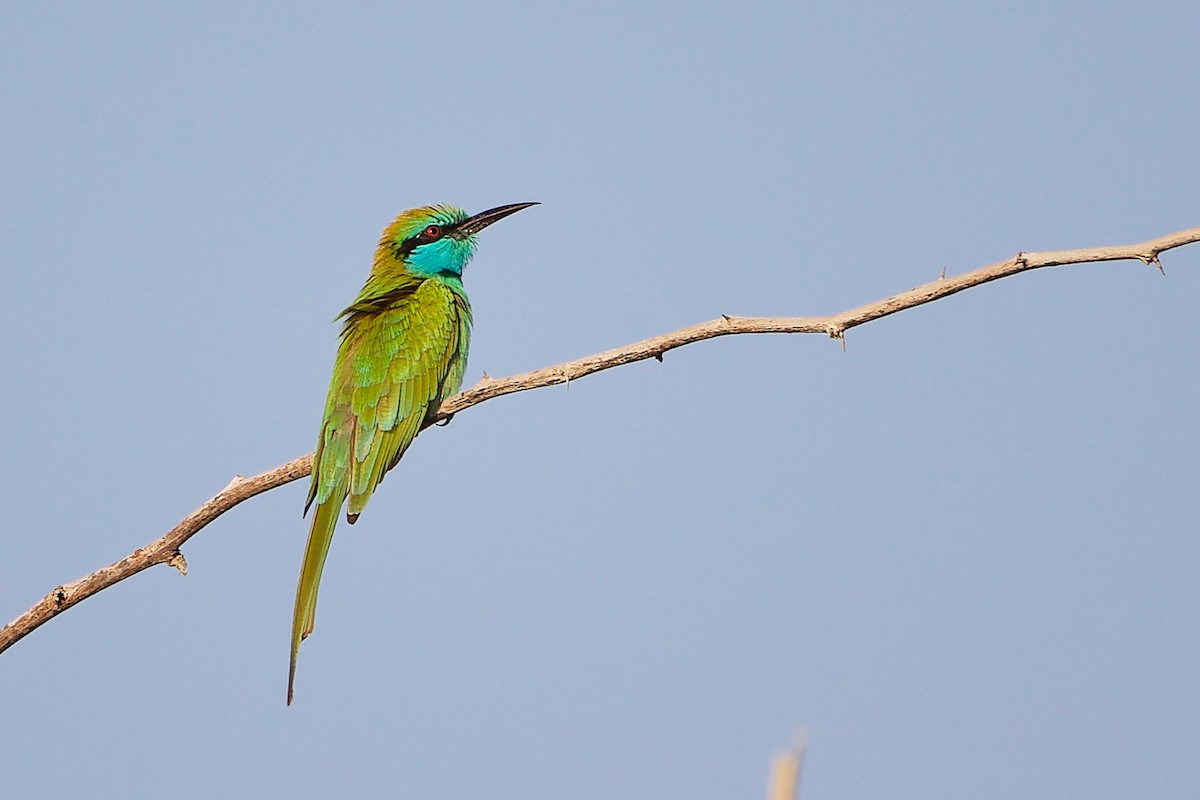 Arabian Green Bee-eater - ML644791754