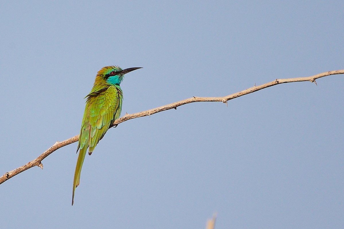 Arabian Green Bee-eater - ML644791757