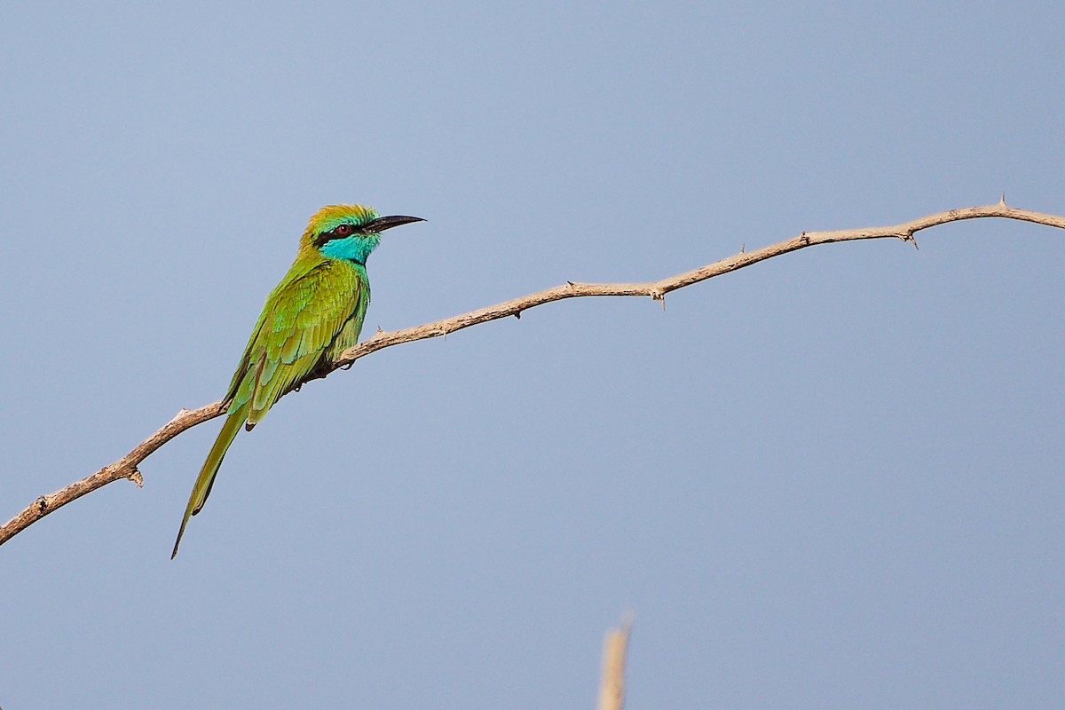 Arabian Green Bee-eater - ML644791759
