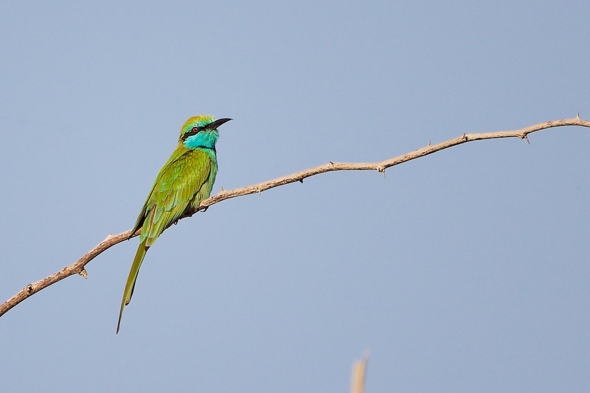 Arabian Green Bee-eater - ML644791761
