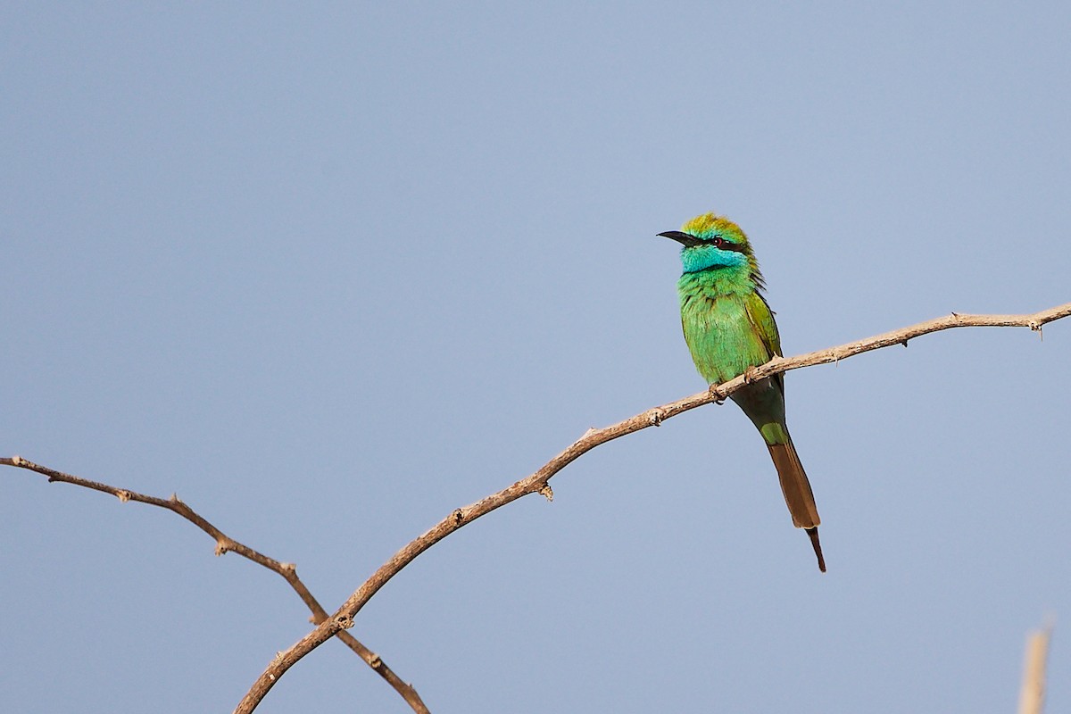 Arabian Green Bee-eater - ML644791762