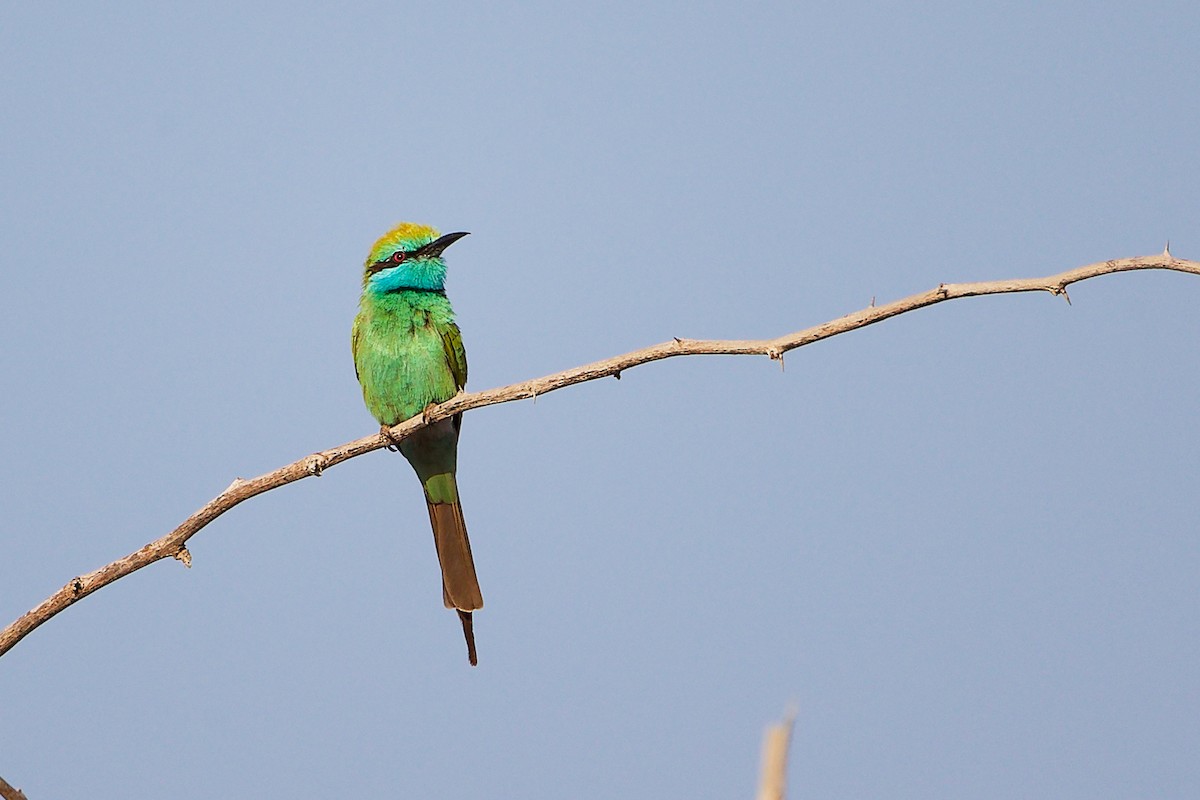 Arabian Green Bee-eater - ML644791769