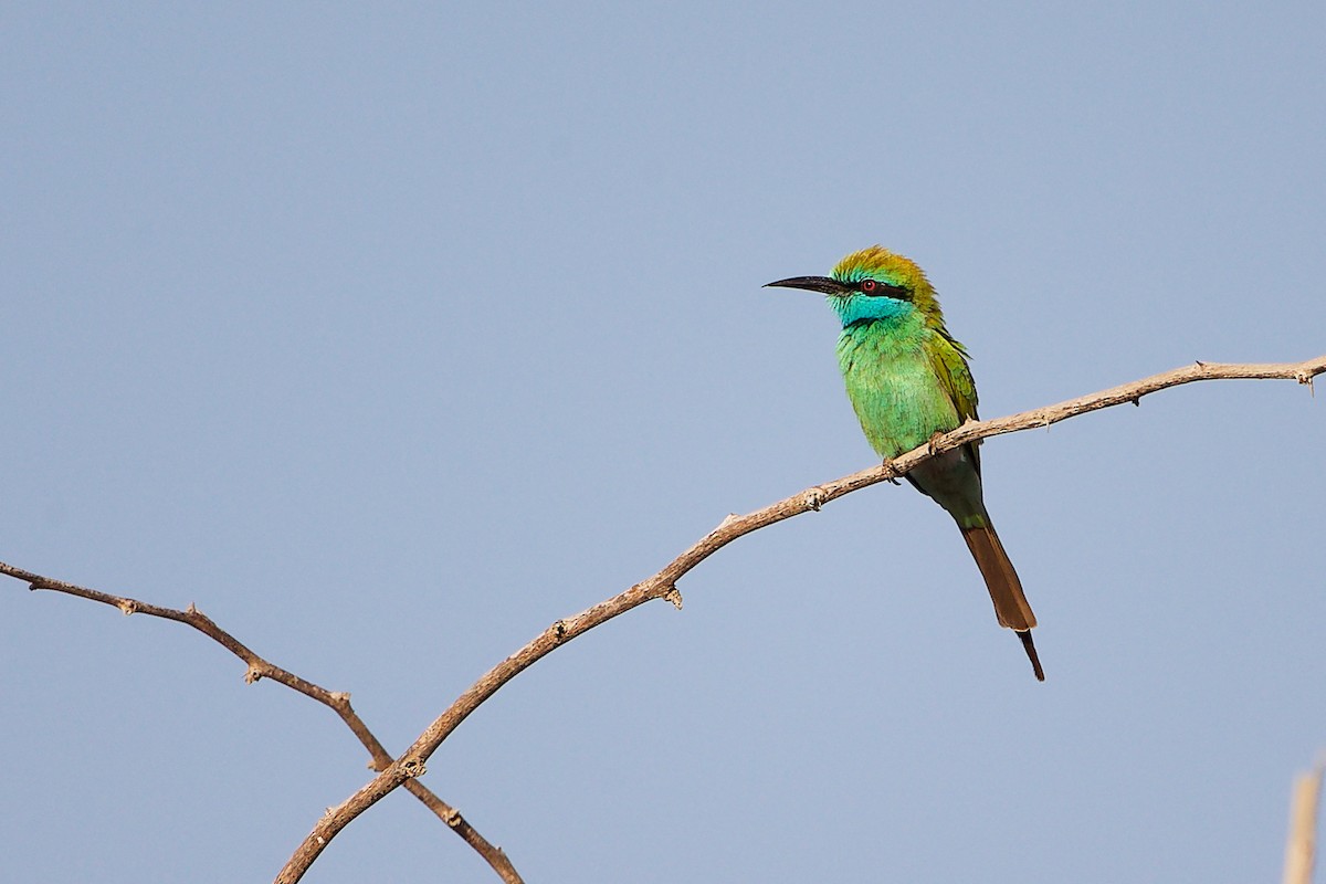 Arabian Green Bee-eater - ML644791772