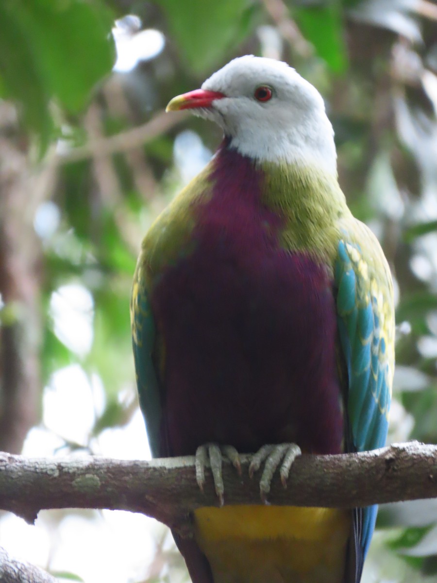 Wompoo Fruit-Dove - ML644791773