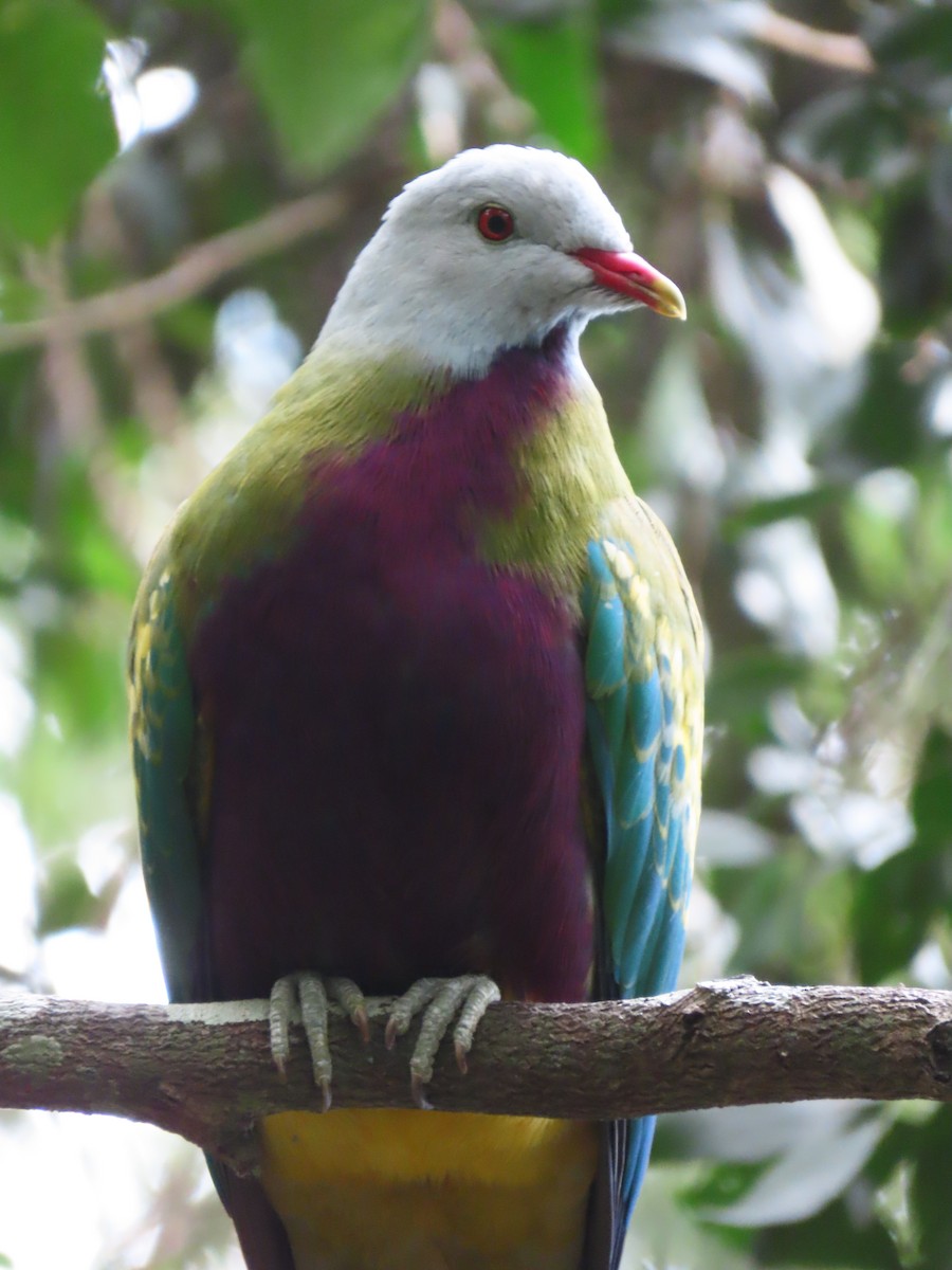 Wompoo Fruit-Dove - ML644791774