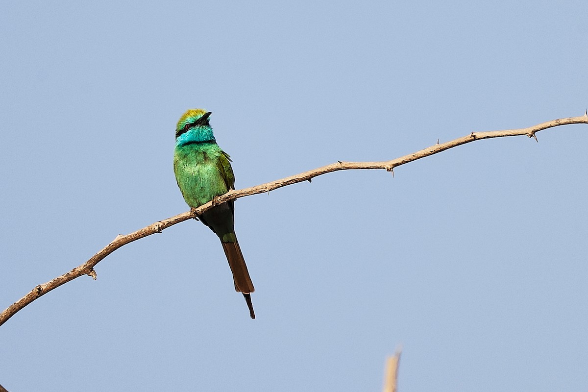 Arabian Green Bee-eater - ML644791775