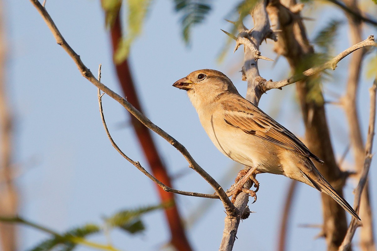 家麻雀 - ML644791778