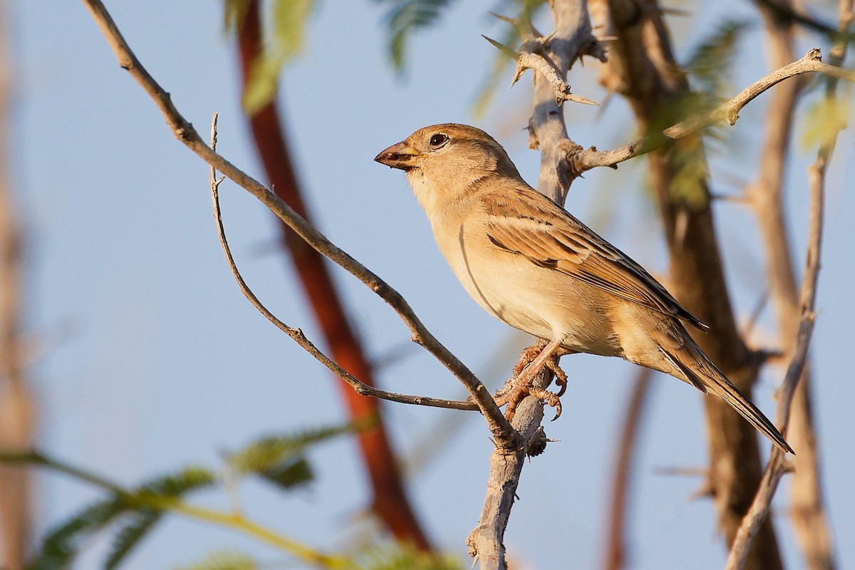 家麻雀 - ML644791779