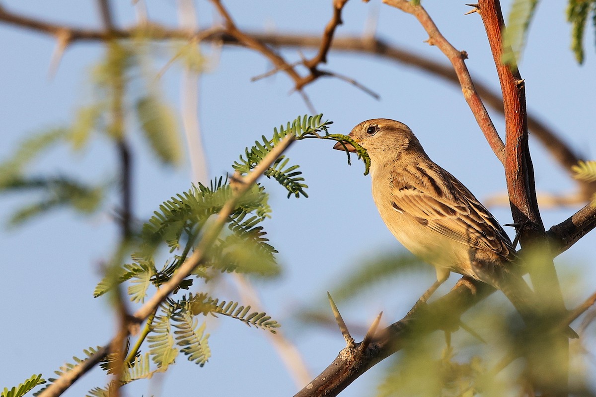 家麻雀 - ML644791780