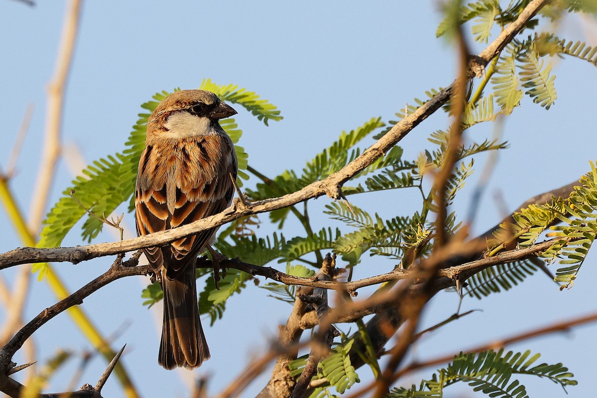 家麻雀 - ML644791781